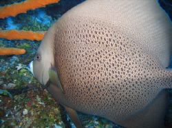 Large gray angelfish profile. Taken in Cozumel. by Eric Beckley 